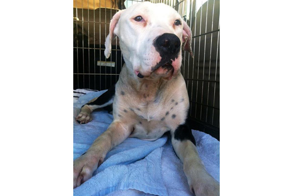 Abandoned pit bull needs help