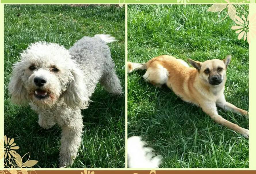 Two Dogs in Need