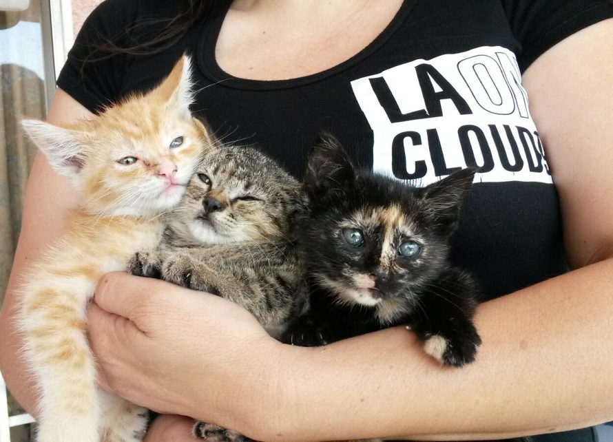 3 Kittens, 6weeks old