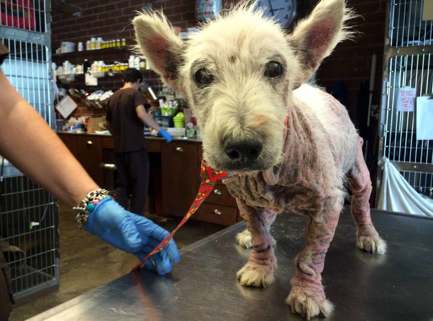 Poor little Eeyore