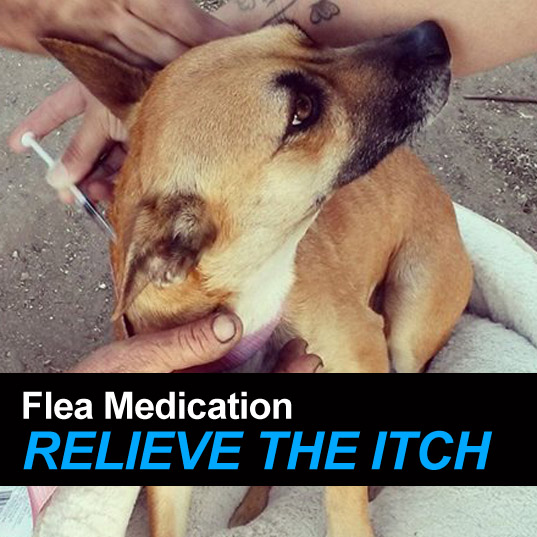 a_fleamedication | LA On Cloud 9